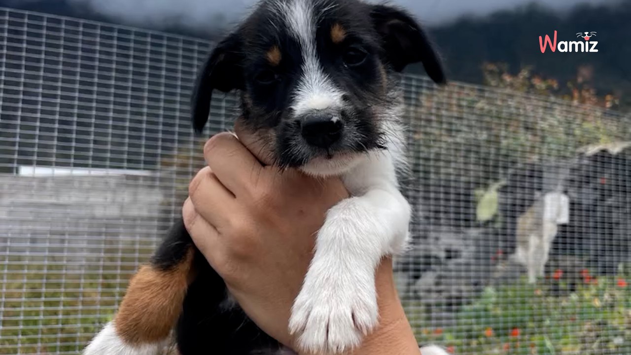 Zwei Männer wollten ihren Müll entsorgen: Eine Überraschung wartet in den Containern auf sie (Video)