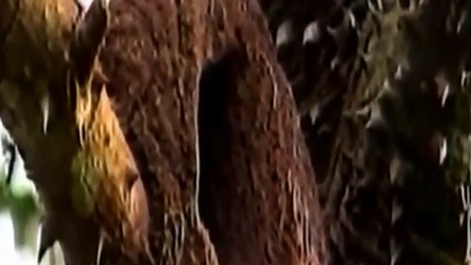 Martín Aquino - Película completa en español - El último "matrero" uruguayo