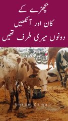 BACHRA k KAAN or ANKHEN Meri Taraf thi😱