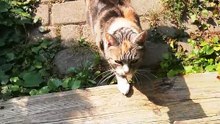 18-Year-Old Cat Blows the Sweetest Kiss (at the end :) 😽❤️ #shorts
