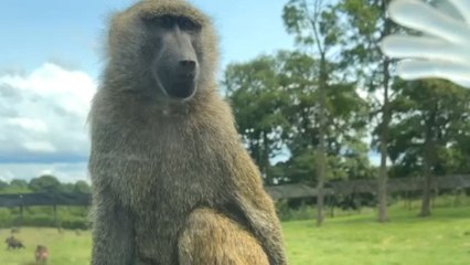 Cheeky monkey poops on windscreen and casually walks away