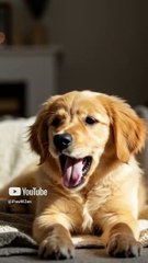 This Sleepy Puppy Yawning Will Instantly Calm Your Soul 🐶💤