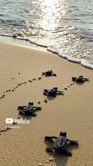 Watch These Baby Turtles Walk to the Ocean — It’s Pure Calm 🐢🌊