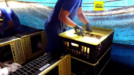 South Africa reports new bird flu outbreak on poultry farms