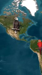 Loudest Animal on Earth, Shakes the Ocean The Pistol Shrimp