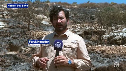 Filistinlilerin topraklarını gasbeden İsrailliler, Nablus'ta zeytin ağaçlarını ateşe verdi