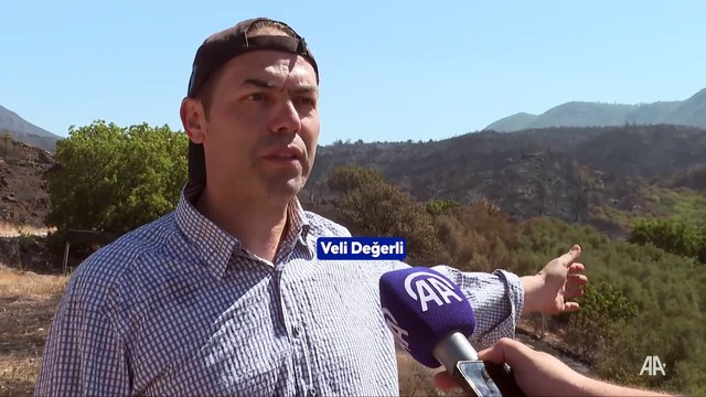 İzmir'in Menderes ve Seferihisar ilçelerinde yanan ormanlardan geriye siyah örtü kaldı