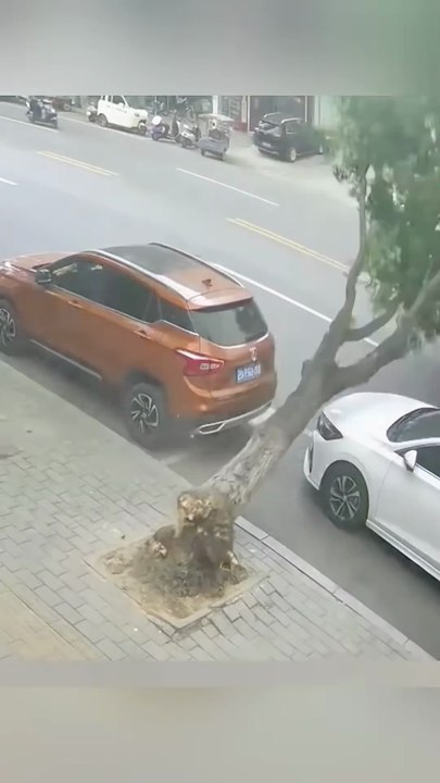 The wind blows down a big tree