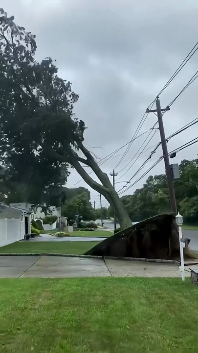 The big tree fell