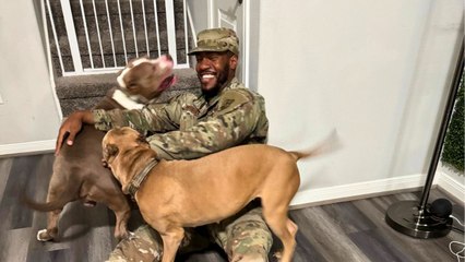Dogs Can't Contain Excitement When Soldier Dad Returns Home From Seven-Month Deployment | Happily TV