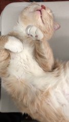 Close-up Of A Cream Beige Furred Cat Sleeping On Its Back🥰