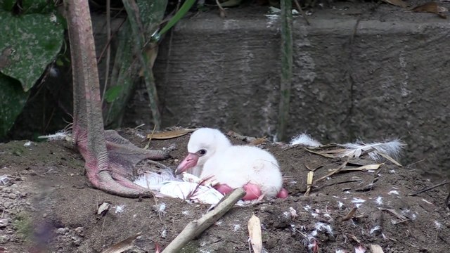 Flamingo chick at Paradise Park after egg hatches