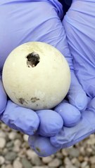 Casal de pinguins do mesmo sexo 'adota' uma de 10 crias do zoo de Chester