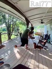 Пушной зверь атаковал собаку и её хозяина