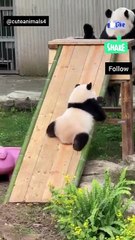 Cute panda Play with slide funny trying #panda funny video #animals lovers 🐼🐼🐼🐼⭐️💥❤️