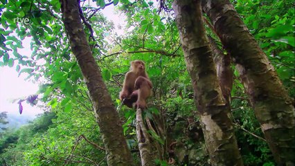 Cosas de monos. Los macacos del Monte Huangshan
