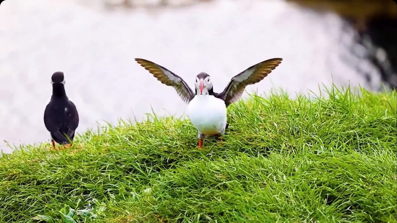 O mundo lúdico dos papagaios-do-mar os palhaços costeiros da natureza.