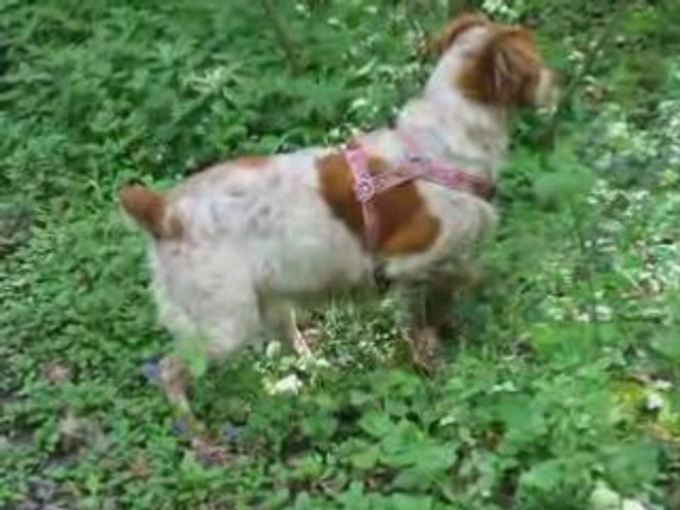 Promenade dans les bois