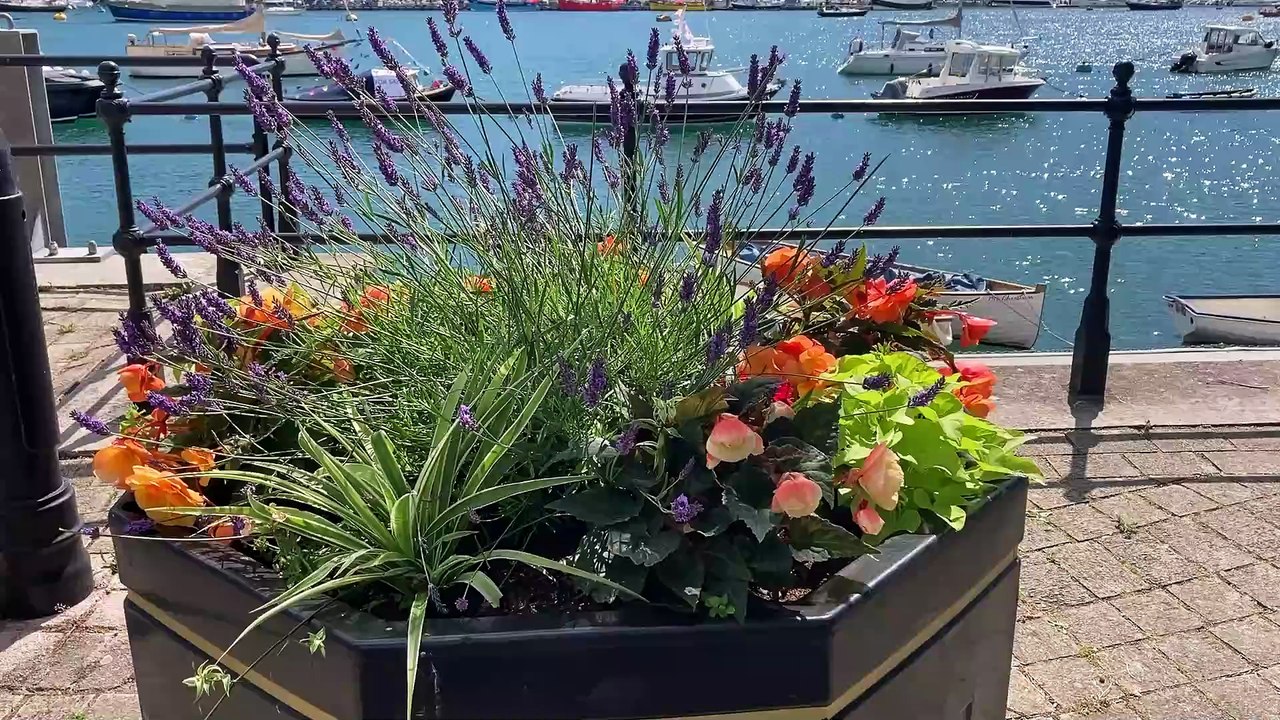 Hanging baskets and planters produced by Dartmouth Green Partnership
