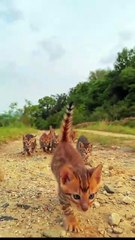 The kitties are playing!