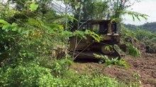 Bulldozer D6R XL Clears and Prepares the Plantation for Use