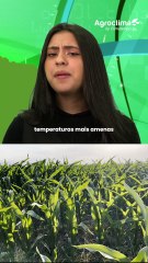 Safra brasileira x cenário internacional: e os preços?