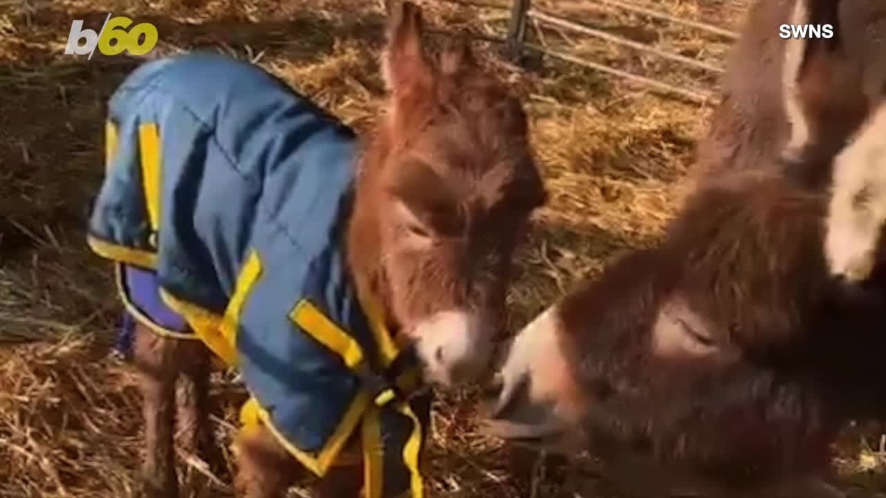 Reunited and It Feels So Good! A Donkey and Foal Are Together Again