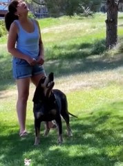 dogs imitate humans this is hilarious! 🙃