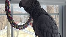 parrot talks to alexa — laugh until you cry!