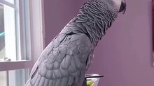 parrot says yummy yummy cutest thing ever! 😂