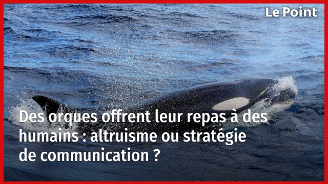Des orques offrent leur repas à des humains : altruisme ou stratégie de communication ?