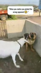 Don_t_enter_in_my_home____goat🐐😡_#shortsfeed(360p)