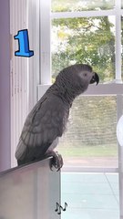 parrot learns to count to 5 hilarious! 😂