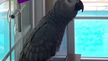 laugh out loud at this crazy parrot what a talker! 🤣😂