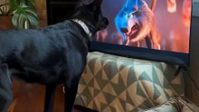 dog watching cartoons priceless reaction! 🐶😂