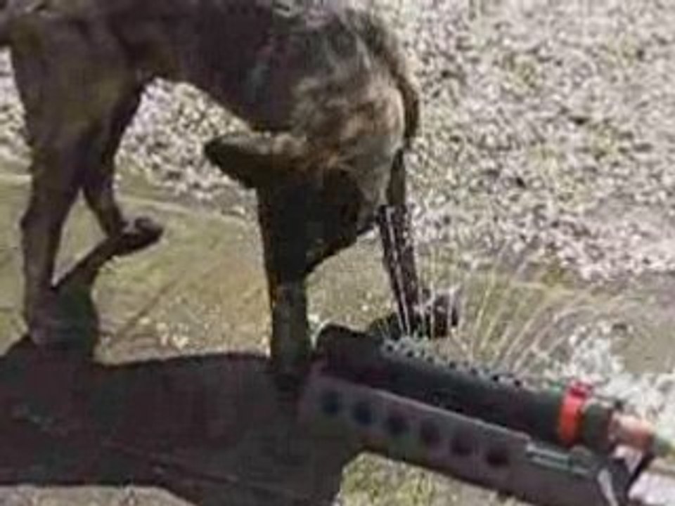 Django et l'eau
