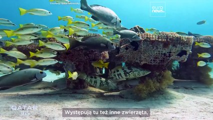 Ukochane zwierzęta Kataru w centrum uwagi: od koni arabskich po rekiny wielorybie i sokoły