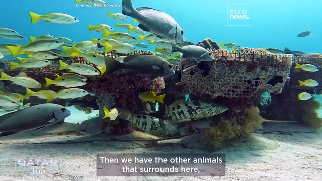 A spotlight on Qatar’s most beloved animals, from Arabian horses to whale sharks and falcons