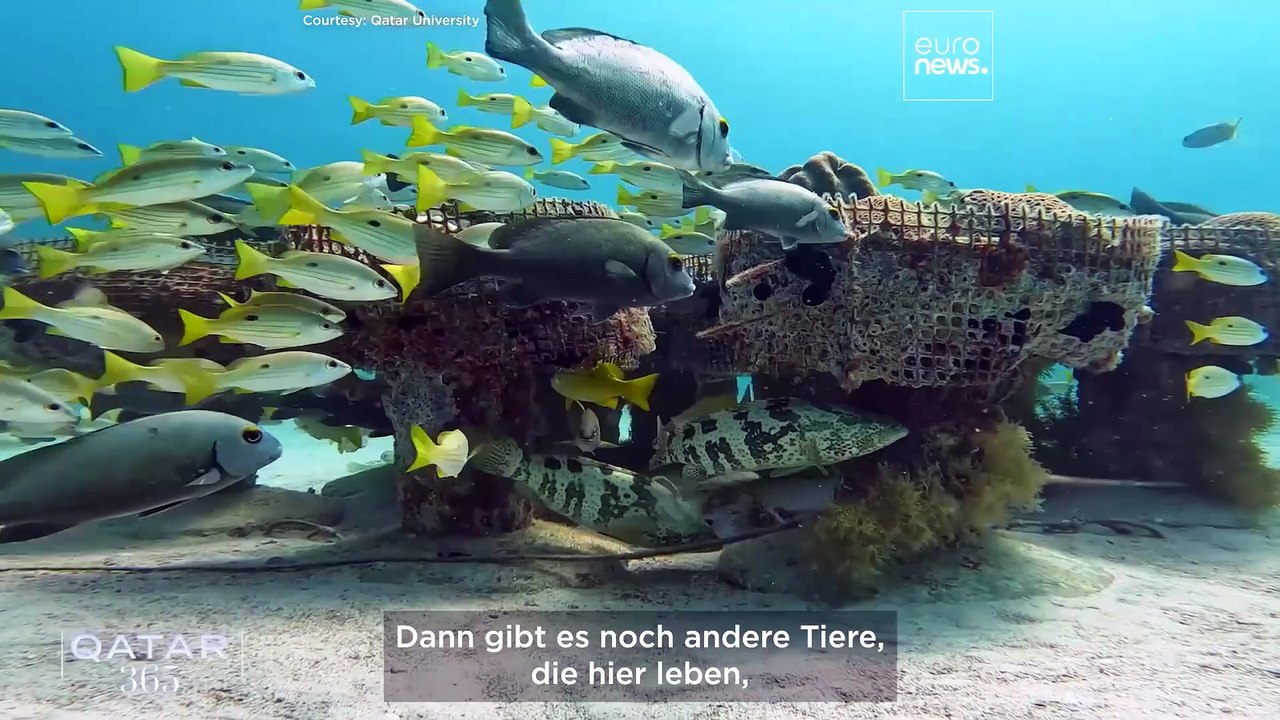 Fokus auf Katars beliebteste Tiere, von arabischen Pferden über Walhaie bis hin zu Falken