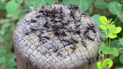 Seúl invadida por una plaga de moscas causada por la subida de las temperaturas