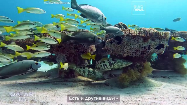 В центре внимания — самые любимые животные Катара, от арабских скакунов до китовых акул и соколов
