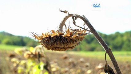 Το πιο πρόσφατο δελτίο ειδήσεων | 3 Ιουλίου - Βραδινό δελτίο