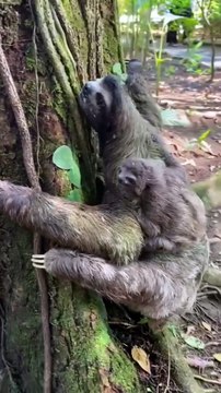 अगर आपने यह वीडियो नहीं देखा तो कुछ नहीं देखा