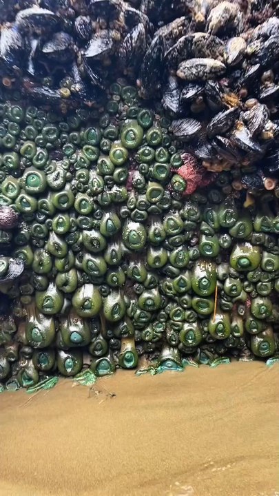 kenapa dia menempel dan tumbuh di sini "Anemon laut"