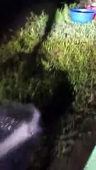 Big Fish Challenge at the Fishing Pond