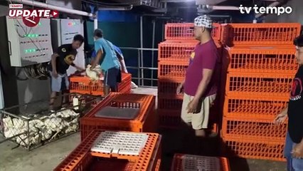 Jaga Keuntungan Peternak, Kementan Tetapkan Batas Harga Ayam Hidup