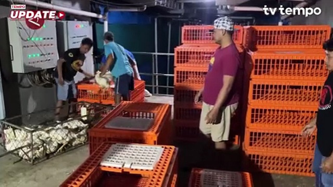 Jaga Keuntungan Peternak, Kementan Tetapkan Batas Harga Ayam Hidup