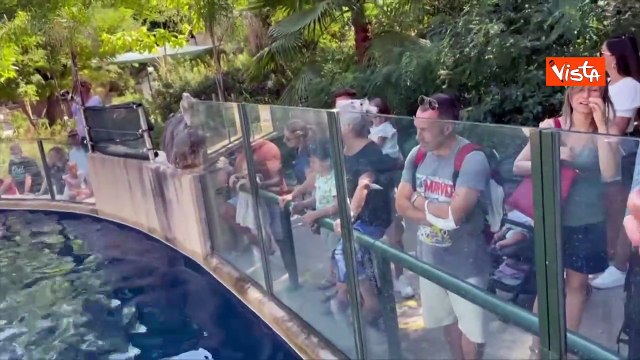 Caldo torrido, per gli animali del Bioparco di Roma ghiaccioli di frutta e yogurt