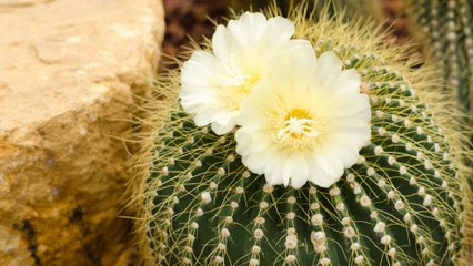 “Geometría Viva” atrajo a miles de personas en la primera exposición de cactus y suculentas en Bogotá