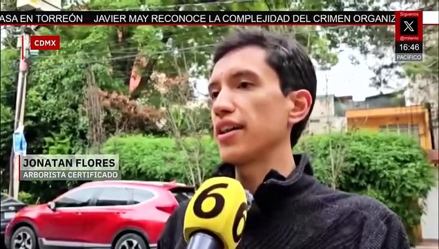 Clara Brugada declara 12 árboles como Patrimonio Natural en la CdMx